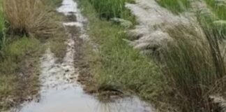 सेमरौना-जलालपुर संपर्क मार्ग बदहाल:ग्रामीणों ने कई बार शिकायत की, अब तक सुनवाई नहीं हुई सेमरौना-जलालपुर संपर्क मार्ग बदहाल:ग्रामीणों ने कई बार शिकायत की, अब तक सुनवाई नहीं हुई