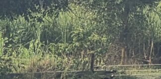 लालपुर में 11 हजार वोल्ट का बिजली पोल गिरा:गांवों की सप्लाई पूरी तरह ठप, बिजली के तार खेतों में पड़े लालपुर में 11 हजार वोल्ट का बिजली पोल गिरा:गांवों की सप्लाई पूरी तरह ठप, बिजली के तार खेतों में पड़े