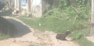 पाइपलाइन खोदने से सड़क पर गड्ढा हुआ:श्रावस्ती के सोनवा गांव में पानी भरने से दुर्गंध और बीमारियों का खतरा