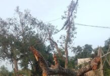 पयागपुर-इकौना मार्ग पर गिरा पीपल का पेड़:बारिश में गिरा था, अब तक नहीं हटा; राहगीरों और वाहन चालकों को परेशानी पयागपुर-इकौना मार्ग पर गिरा पीपल का पेड़:बारिश में गिरा था, अब तक नहीं हटा; राहगीरों और वाहन चालकों को परेशानी