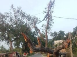पयागपुर-इकौना मार्ग पर गिरा पीपल का पेड़:बारिश में गिरा था, अब तक नहीं हटा; राहगीरों और वाहन चालकों को परेशानी