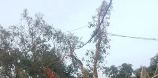 पयागपुर-इकौना मार्ग पर गिरा पीपल का पेड़:बारिश में गिरा था, अब तक नहीं हटा; राहगीरों और वाहन चालकों को परेशानी पयागपुर-इकौना मार्ग पर गिरा पीपल का पेड़:बारिश में गिरा था, अब तक नहीं हटा; राहगीरों और वाहन चालकों को परेशानी