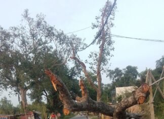 पयागपुर-इकौना मार्ग पर गिरा पीपल का पेड़:बारिश में गिरा था, अब तक नहीं हटा; राहगीरों और वाहन चालकों को परेशानी पयागपुर-इकौना मार्ग पर गिरा पीपल का पेड़:बारिश में गिरा था, अब तक नहीं हटा; राहगीरों और वाहन चालकों को परेशानी