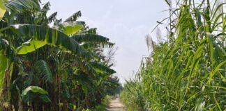 बागापार-चिउरहा सड़क पर झाड़ियों से बढ़ रहा हादसों का खतरा:विशुनपुरवा टोले से जनकपुर गांव तक बाइक सवार हो रहे चोटिल, ग्रामीण परेशान बागापार-चिउरहा सड़क पर झाड़ियों से बढ़ रहा हादसों का खतरा:विशुनपुरवा टोले से जनकपुर गांव तक बाइक सवार हो रहे चोटिल, ग्रामीण परेशान