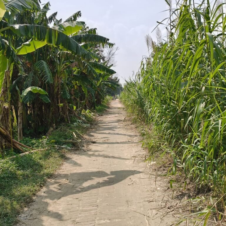 बागापार-चिउरहा सड़क पर झाड़ियों से बढ़ रहा हादसों का खतरा:विशुनपुरवा टोले से जनकपुर गांव तक बाइक सवार हो रहे चोटिल, ग्रामीण परेशान