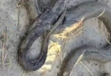 बनकटी गांव के खेत में विशाल अजगर निकला:ग्रामीणों में हड़कंप, वन विभाग ने सुरक्षित रेस्क्यू कर जंगल में छोड़ा बनकटी गांव के खेत में विशाल अजगर निकला:ग्रामीणों में हड़कंप, वन विभाग ने सुरक्षित रेस्क्यू कर जंगल में छोड़ा