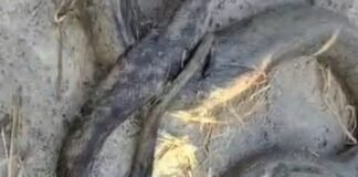 बनकटी गांव के खेत में विशाल अजगर निकला:ग्रामीणों में हड़कंप, वन विभाग ने सुरक्षित रेस्क्यू कर जंगल में छोड़ा बनकटी गांव के खेत में विशाल अजगर निकला:ग्रामीणों में हड़कंप, वन विभाग ने सुरक्षित रेस्क्यू कर जंगल में छोड़ा