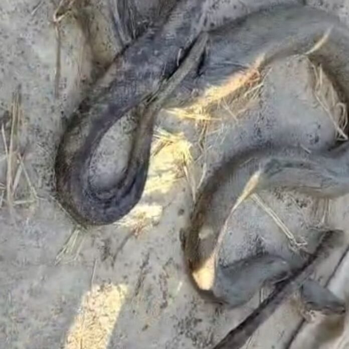 बनकटी गांव के खेत में विशाल अजगर निकला:ग्रामीणों में हड़कंप, वन विभाग ने सुरक्षित रेस्क्यू कर जंगल में छोड़ा