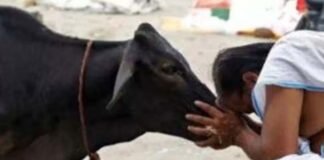 संकट का समाधान: इन जीवों को कराएं भोजन, पितरों को मिलेगी शांति