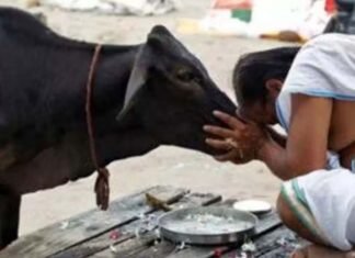 संकट का समाधान: इन जीवों को कराएं भोजन, पितरों को मिलेगी शांति