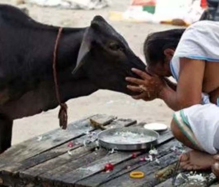 संकट का समाधान: इन जीवों को कराएं भोजन, पितरों को मिलेगी शांति