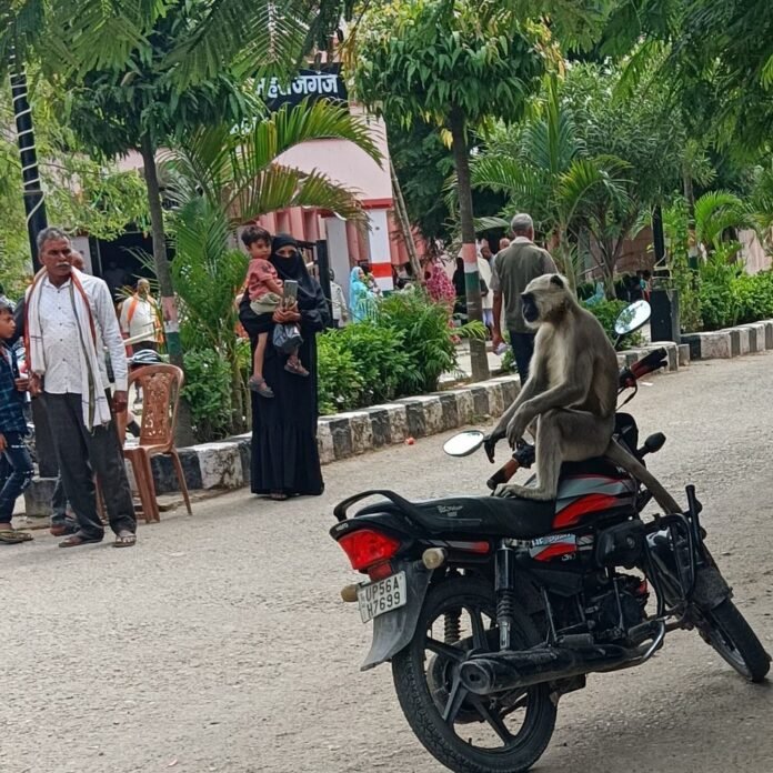 महराजगंज अस्पताल में बंदर घुसा:तीमारदारों और स्वास्थ्य कर्मियों में भी मची भगदड़, लाठी-डंडों से खदेड़ा