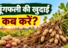 Moongfali Ki Khudai Kab Karein? जानें सही समय और तरीका
