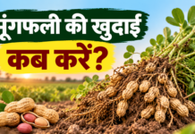 Moongfali Ki Khudai Kab Karein? जानें सही समय और तरीका