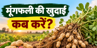 Moongfali Ki Khudai Kab Karein? जानें सही समय और तरीका