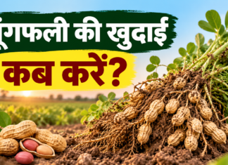 Moongfali Ki Khudai Kab Karein? जानें सही समय और तरीका