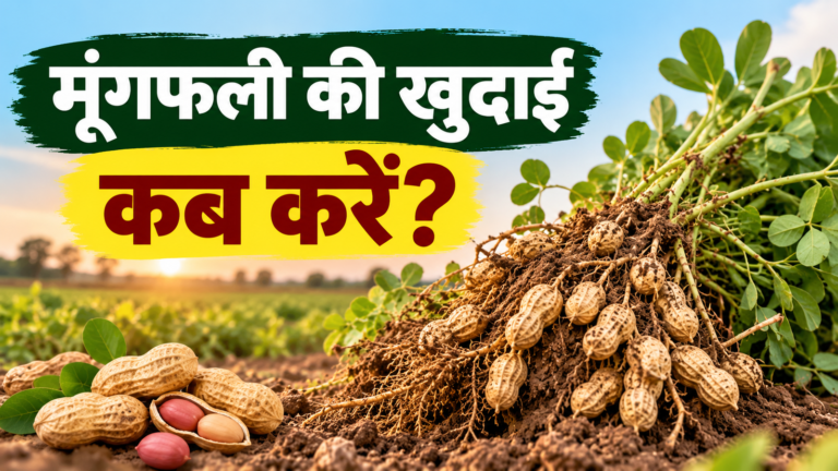 Moongfali Ki Khudai Kab Karein? जानें सही समय और तरीका