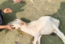 तेंदुए ने 1 साल की बछिया को किया घायल:बरूहीपुरवा गांव में दहशत, ग्रामीणों ने वन विभाग से की सुरक्षा की मांग तेंदुए ने 1 साल की बछिया को किया घायल:बरूहीपुरवा गांव में दहशत, ग्रामीणों ने वन विभाग से की सुरक्षा की मांग