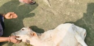 तेंदुए ने 1 साल की बछिया को किया घायल:बरूहीपुरवा गांव में दहशत, ग्रामीणों ने वन विभाग से की सुरक्षा की मांग तेंदुए ने 1 साल की बछिया को किया घायल:बरूहीपुरवा गांव में दहशत, ग्रामीणों ने वन विभाग से की सुरक्षा की मांग