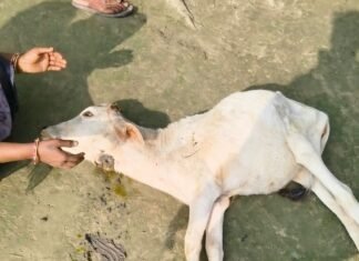 तेंदुए ने 1 साल की बछिया को किया घायल:बरूहीपुरवा गांव में दहशत, ग्रामीणों ने वन विभाग से की सुरक्षा की मांग तेंदुए ने 1 साल की बछिया को किया घायल:बरूहीपुरवा गांव में दहशत, ग्रामीणों ने वन विभाग से की सुरक्षा की मांग