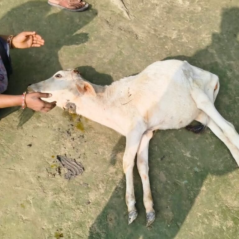तेंदुए ने 1 साल की बछिया को किया घायल:बरूहीपुरवा गांव में दहशत, ग्रामीणों ने वन विभाग से की सुरक्षा की मांग