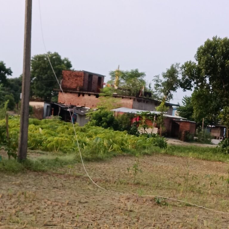 माधवपुर में 11 हजार वोल्ट का तार खेत में गिरा,:अमृतपुर-माधवपुर समेत कई गांवों की बिजली गुल, पुराना तार टूटने से रातभर अंधेरा रहा