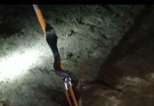 पिपरा सोनाड़ी गांव में कोबरा और नेवले की जंग:2 घंटे तक दहशत रही, वन विभाग ने कोबरा को पकड़ा पिपरा सोनाड़ी गांव में कोबरा और नेवले की जंग:2 घंटे तक दहशत रही, वन विभाग ने कोबरा को पकड़ा