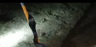 पिपरा सोनाड़ी गांव में कोबरा और नेवले की जंग:2 घंटे तक दहशत रही, वन विभाग ने कोबरा को पकड़ा पिपरा सोनाड़ी गांव में कोबरा और नेवले की जंग:2 घंटे तक दहशत रही, वन विभाग ने कोबरा को पकड़ा