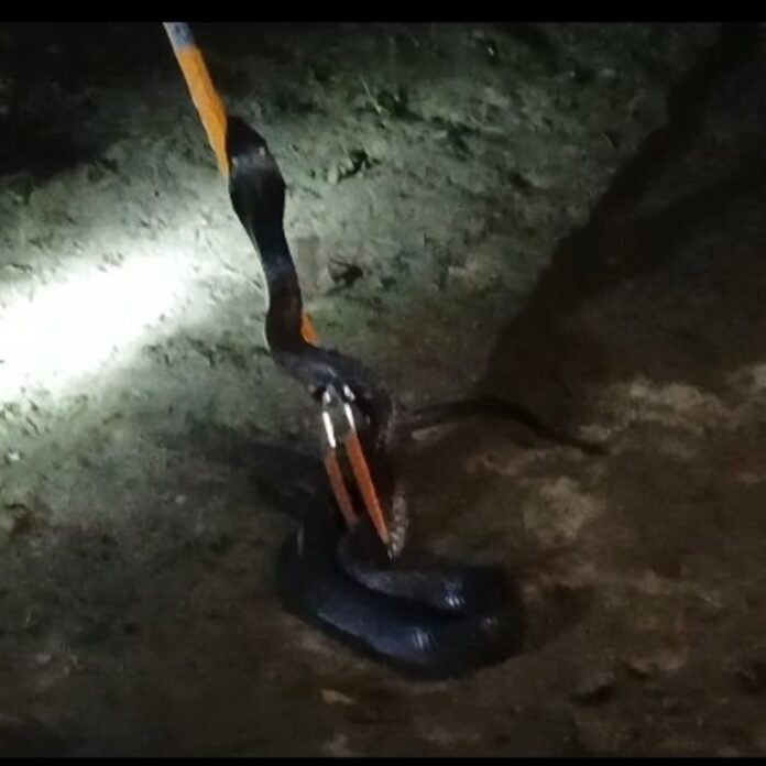 पिपरा सोनाड़ी गांव में कोबरा और नेवले की जंग:2 घंटे तक दहशत रही, वन विभाग ने कोबरा को पकड़ा