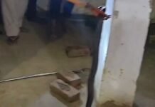 गंगापुर में घर के आंगन में निकला जहरीला कोबरा:वन विभाग की टीम ने सुरक्षित रेस्क्यू कर परिवार को दी राहत गंगापुर में घर के आंगन में निकला जहरीला कोबरा:वन विभाग की टीम ने सुरक्षित रेस्क्यू कर परिवार को दी राहत