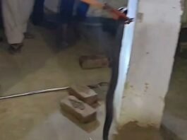गंगापुर में घर के आंगन में निकला जहरीला कोबरा:वन विभाग की टीम ने सुरक्षित रेस्क्यू कर परिवार को दी राहत