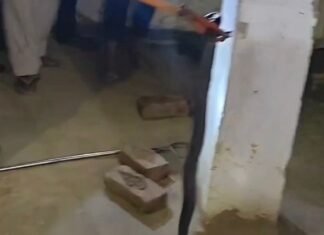 गंगापुर में घर के आंगन में निकला जहरीला कोबरा:वन विभाग की टीम ने सुरक्षित रेस्क्यू कर परिवार को दी राहत गंगापुर में घर के आंगन में निकला जहरीला कोबरा:वन विभाग की टीम ने सुरक्षित रेस्क्यू कर परिवार को दी राहत