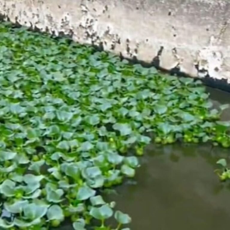 बहराइच में शौच के लिए गए युवक की तालाब में:पैर फिसलने से गहरे पानी में गिरे सियाराम, झाड़-झंखाड़ के कारण नहीं बचा पाए