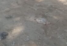 सोनवा में कच्चा मार्ग बारिश में कीचड़ से भरा रास्ता:लोगों को आने-जाने में परेशानी, बच्चे स्कूल नहीं जा पाते; बदबू और मच्छरों का प्रकोप