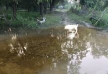 जगदीशपुर-रघुवीर मार्ग पर जलभराव; स्कूली बच्चों को परेशानी:इकौना क्षेत्र में ग्रामीणों और बच्चों को स्कूल जाने में हो रही दिक्कत