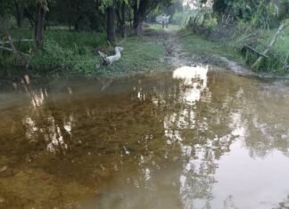 जगदीशपुर-रघुवीर मार्ग पर जलभराव; स्कूली बच्चों को परेशानी:इकौना क्षेत्र में ग्रामीणों और बच्चों को स्कूल जाने में हो रही दिक्कत