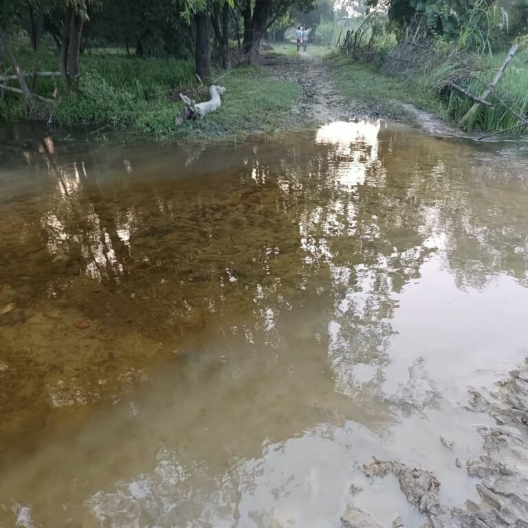 जगदीशपुर-रघुवीर मार्ग पर जलभराव; स्कूली बच्चों को परेशानी:इकौना क्षेत्र में ग्रामीणों और बच्चों को स्कूल जाने में हो रही दिक्कत