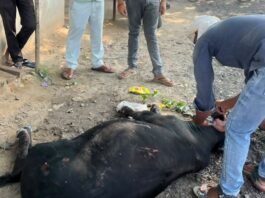 तेज रफ्तार वाहन ने गौवंश को रौंदा:संसारीपुर चौराहे पर घायल हुआ गौवंश, 'सेवा समर्पण' टीम ने पहुंचाया इलाज तेज रफ्तार वाहन ने गौवंश को रौंदा:संसारीपुर चौराहे पर घायल हुआ गौवंश, 'सेवा समर्पण' टीम ने पहुंचाया इलाज