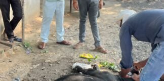तेज रफ्तार वाहन ने गौवंश को रौंदा:संसारीपुर चौराहे पर घायल हुआ गौवंश, 'सेवा समर्पण' टीम ने पहुंचाया इलाज तेज रफ्तार वाहन ने गौवंश को रौंदा:संसारीपुर चौराहे पर घायल हुआ गौवंश, 'सेवा समर्पण' टीम ने पहुंचाया इलाज