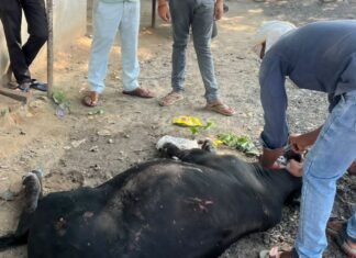 तेज रफ्तार वाहन ने गौवंश को रौंदा:संसारीपुर चौराहे पर घायल हुआ गौवंश, 'सेवा समर्पण' टीम ने पहुंचाया इलाज तेज रफ्तार वाहन ने गौवंश को रौंदा:संसारीपुर चौराहे पर घायल हुआ गौवंश, 'सेवा समर्पण' टीम ने पहुंचाया इलाज