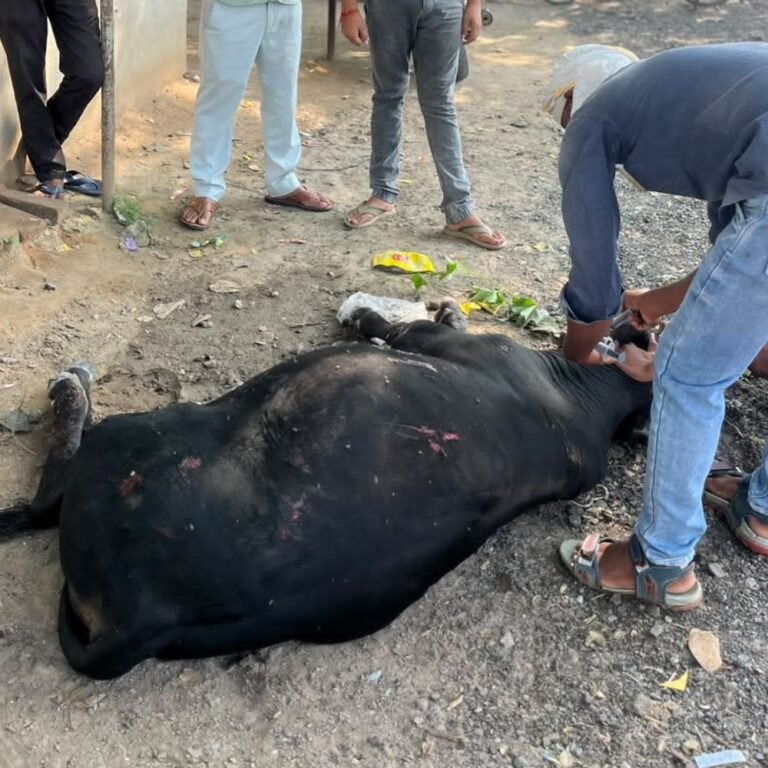 तेज रफ्तार वाहन ने गौवंश को रौंदा:संसारीपुर चौराहे पर घायल हुआ गौवंश, 'सेवा समर्पण' टीम ने पहुंचाया इलाज