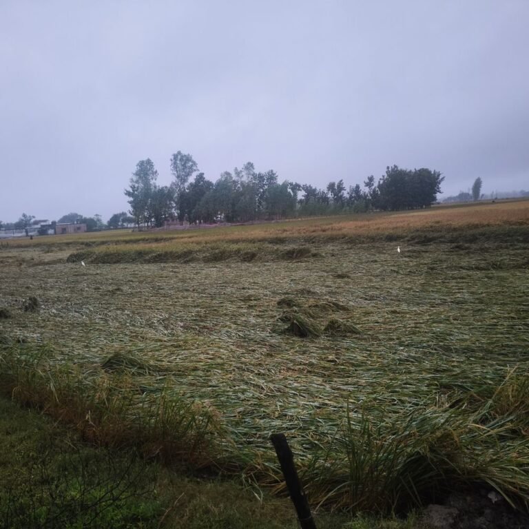 बस्ती के साउघाट में बारिश से धान की फसल खराब:किसानों ने बताया, कटाई के लिए तैयार धान को आंधी-तूफान से नुकसान