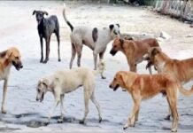 अलीगढ़:तीन गांवों में चार बच्चों सहित पांच को कुत्ते ने नोचा, एक बच्चा गंभीर, जेएन मेडिकल कॉलेज रेफर – Dogs Mauled Children In Three Villages अलीगढ़:तीन गांवों में चार बच्चों सहित पांच को कुत्ते ने नोचा, एक बच्चा गंभीर, जेएन मेडिकल कॉलेज रेफर - Dogs Mauled Children In Three Villages