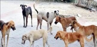अलीगढ़:तीन गांवों में चार बच्चों सहित पांच को कुत्ते ने नोचा, एक बच्चा गंभीर, जेएन मेडिकल कॉलेज रेफर – Dogs Mauled Children In Three Villages अलीगढ़:तीन गांवों में चार बच्चों सहित पांच को कुत्ते ने नोचा, एक बच्चा गंभीर, जेएन मेडिकल कॉलेज रेफर - Dogs Mauled Children In Three Villages