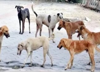 अलीगढ़:तीन गांवों में चार बच्चों सहित पांच को कुत्ते ने नोचा, एक बच्चा गंभीर, जेएन मेडिकल कॉलेज रेफर – Dogs Mauled Children In Three Villages अलीगढ़:तीन गांवों में चार बच्चों सहित पांच को कुत्ते ने नोचा, एक बच्चा गंभीर, जेएन मेडिकल कॉलेज रेफर - Dogs Mauled Children In Three Villages