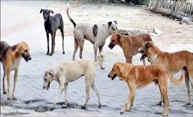 अलीगढ़:तीन गांवों में चार बच्चों सहित पांच को कुत्ते ने नोचा, एक बच्चा गंभीर, जेएन मेडिकल कॉलेज रेफर – Dogs Mauled Children In Three Villages