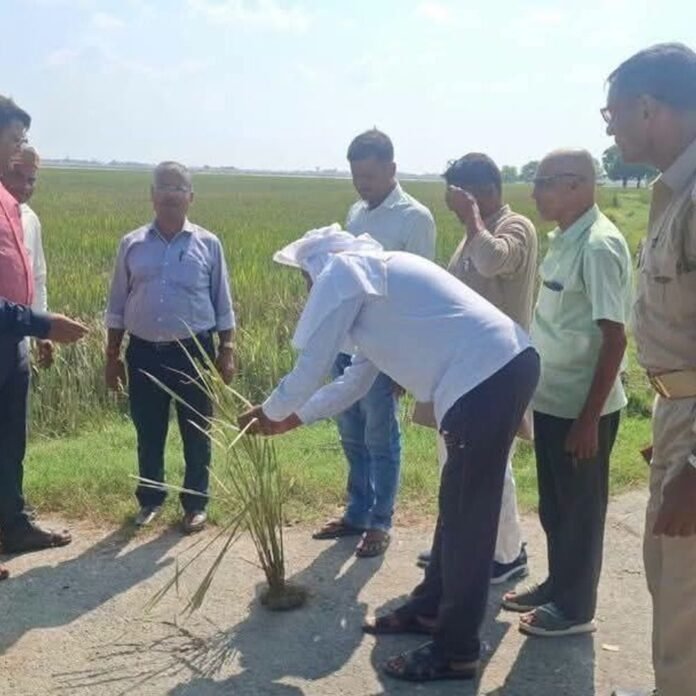 डुमरियागंज में बाढ़ से बर्बाद फसलों का सर्वे शुरू:किसानों को कृषि निवेश अनुदान देने के लिए राहत पोर्टल पर दर्ज होगा ब्यौरा