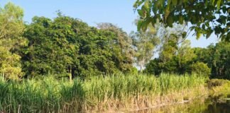 कुंवानो नदी का जलस्तर बढ़ा, मानपुर माझा गांव में बढ़ी:गौर ब्लॉक के आखिरी छोर पर बसे गांव में बुनियादी सुविधाओं की कमी, कटान का भी डर कुंवानो नदी का जलस्तर बढ़ा, मानपुर माझा गांव में बढ़ी:गौर ब्लॉक के आखिरी छोर पर बसे गांव में बुनियादी सुविधाओं की कमी, कटान का भी डर