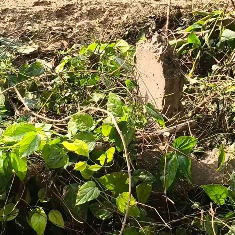 नगहरा में 28 साल से बिजली पोल टूटे पड़े:मुख्य मार्ग पर एक पोल टूटा, दो पोलों पर तार नहीं: एसडीओ ने सुधार का दिया आश्वासन