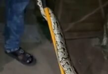 जड़ी-बूटी बेचने वाले के टेंट में निकला अजगर:वन विभाग की टीम ने रेस्क्यू किया, बहराइच-लखनऊ बाईपास पर दिखा जड़ी-बूटी बेचने वाले के टेंट में निकला अजगर:वन विभाग की टीम ने रेस्क्यू किया, बहराइच-लखनऊ बाईपास पर दिखा
